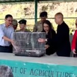 Great Barbet returned
