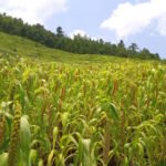 Kezoma revives millet cultivation after decade-