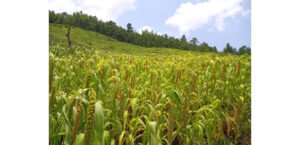 Kezoma revives millet cultivation after decade- long gap, production reaches 13 tonnes