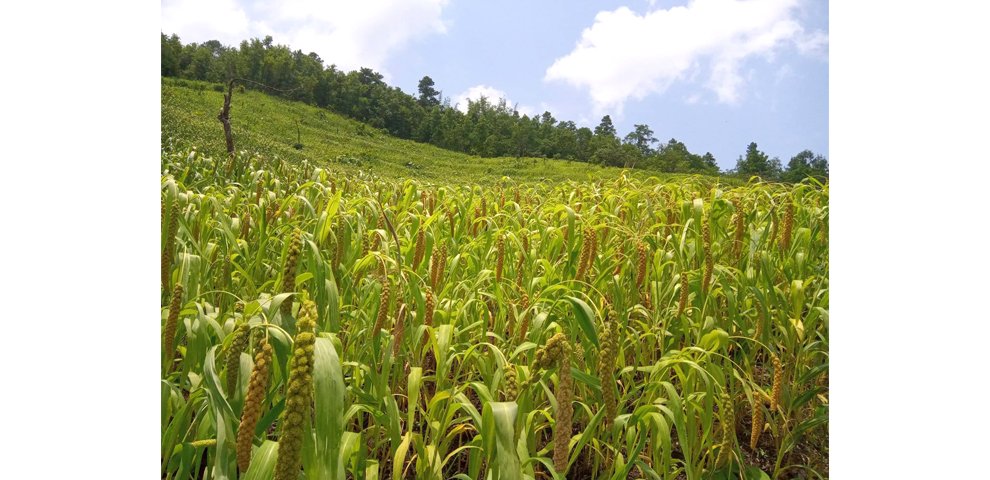 Kezoma revives millet cultivation after decade-
